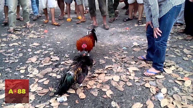 Đá gà AO88 - Cựa dao hấp dẫn ở tốc độ và tính quyết định cao Đá gà AO88 - Cựa dao hấp dẫn ở tốc độ và tính quyết định cao